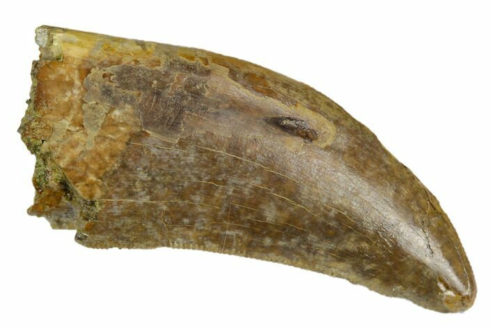Serrated, Tyrannosaur Tooth - Judith River Formation #129371